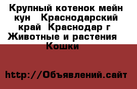 Крупный котенок мейн-кун - Краснодарский край, Краснодар г. Животные и растения » Кошки   